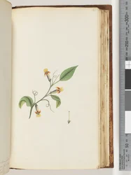 Side 168. Uidentificeret plante