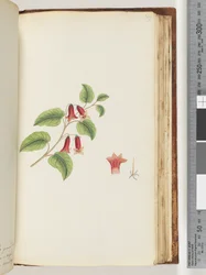 Side 169. Unavngivet Blomstrende Plante