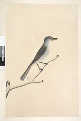 Side 16. Ceblephyris langs nederste kant i anden hånd Samme størrelse som fuglen tegningen er taget fra. April Grå Shrike Drossel Colluricincla mundharmonika, 1791-92
