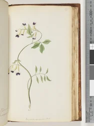 Side 171. Bignonia australis H.K