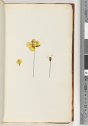 Side 17. Uidentificeret plante