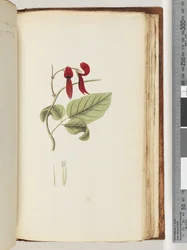 Page 185. Unidentified plantdani