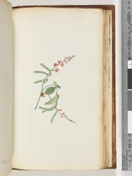 Side 186. Blomstrende Plante, en Krybe