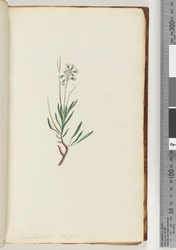 Side 18. Conospermum longifolium Lange, blade Keglefrø