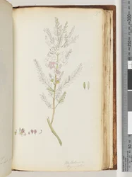 Page 190. Melaleuca thymifolia / Thyme Honey, myrtledani