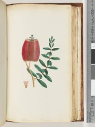 Side 193. Melaleuca hypericifolia /Rød honningmyrte