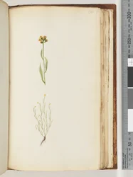 Side 194. Uidentificeret plante
