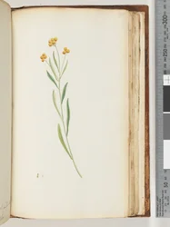 Side 195. Uidentificeret plante