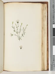 Page 196. Unidentified plantdani