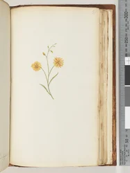 Side 197. Uidentificeret plante