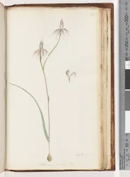 Arethusa sikker? Caladenia carnea Br / Pink Fingers Orchid