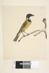 Side 20. Naturlig størrelse. April Golden Whistler Pachycephala pectoralis, han, 1791-92