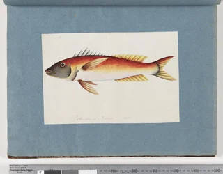 Side 20. Uidentificeret fisk