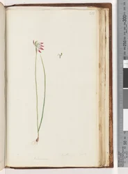 Arethusa virkelig? / Caladenia