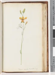 Side 213. Diuris aurea. Exot. Bot. t. 9. Golden Donkey Orchid