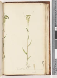 Page 215. Pterostylis op / viridisdani