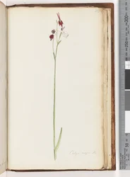 Page 218. Caleya major Br. Flying Duck Orchiddani