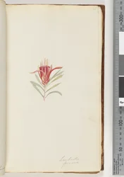 Page 21. Lambertia formosa / Mountain Devildani