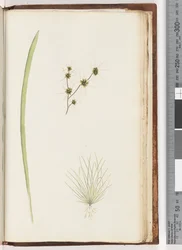 Side 234a. 1/4 Uidentificeret plante