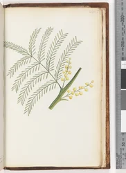 Side 244. Uidentificeret plante