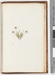 Side 248. Uidentificeret plante