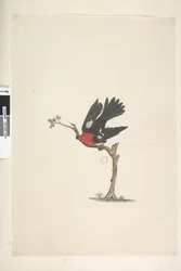 Side 24. Naturlig størrelse Scarlet Robin Petroica flerfarvet, han, Norfolk Island, 1791-92