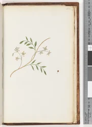 Side 251. Uidentificeret plante