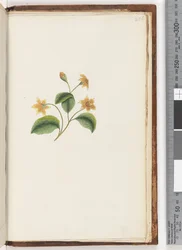 Side 256. Uidentificeret plante