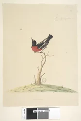 Side 25. Bil, ral, gar, yei, sar, naturlig størrelse Scarlet Robin, han Petroica flerfarvet, N.S.W., 1791-92
