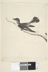 Side 27. Maj. Hooded Robin i naturlig størrelse, hun Melanodryas cucullata, 1791-92