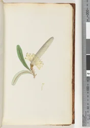 Side 28. Blomstrende plante, "en slyngplante"