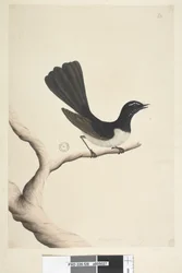 Side 28. Naturlig størrelse,  juli Willie Vipstjert Rhipidura leucophrys, 1791-92