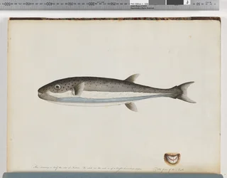 Side 28. Uidentificeret fisk