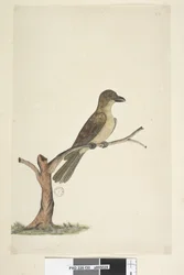 Side 30. ...? Norfolk Island Blackbird? Aplonis fuscus, kvinde, 1791-92