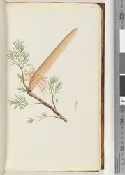 Page 32. Plant, Banksia ericifolia dani