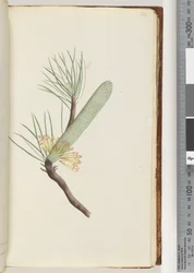 Side 33. Plante, Banksia spinulosa