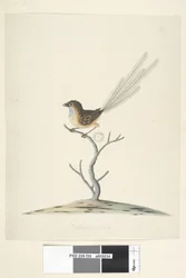 Side 35. Naturlig størrelse Emu, Wren, han Stipiturus malachurus, 1791-92