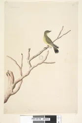 Side 36. September. Naturlig størrelse gul tornnæb Acanthiza nana, 1791-92