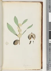 Side 37. Conchium nervosum (akvarel)