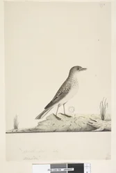 Page 38. Alundu? above title in different hand Natural size, July Pipit Anthus australis, 1791-92dani