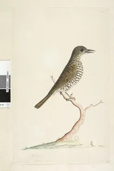 Side 3. Turdus. under titel i anden hånd August naturlig størrelse. Jorddrossel Zoothera lunulata, 1791-92