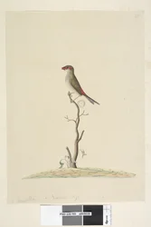 Side 40. Kundeservice. Naturlig størrelse rød, pandefink Neochmia brevis Aegintha brevis, 1791-92