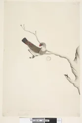 Side 41. Frynse. ovenstående titel i anden hånd juni. Naturlig størrelse. Iris tvivlsom Diamond Firetail Stagonopleura guttata, umoden, 1791-92