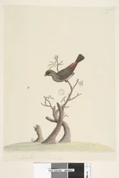Side 42. Fringilla. Nederst i midten med en anden hånd: Naturlig størrelse. Diamantastrild Stagonopleura guttata, 1791-92