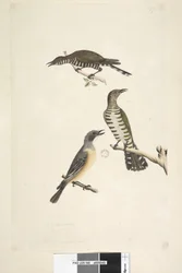 Side 46. Cuculus. langs nederste kant i forskellige hånd Disse fugle tegnet naturlig størrelse. De øverste to fugle er gøgen af gyldne bronze, den tredje er en rødbrun whistler Lamprococcyx plagosus Chrysococcyx lucidis, 1791-92