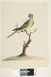 Side 49. Krig,løb. nederst i midten i forskellig hånd Naturlig størrelse. Turkis papegøje Neophema pulchella, han, 1791-92