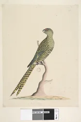 Side 50. Dette er en jordparakit, og den går aldrig op i et træ, eller kun meget sjældent. Nederst i midten med en anden hånd: Naturlig størrelse. Jordparakit Pezoporus wallicus, 1791-92