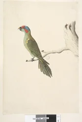 Side 52. Naturlig størrelse Musk Lorikeet Glossopsitta concolor, 1791-92