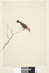 Page 54. Drepanis. below title in different hand September. Natural size at lower right in third hand These birds are supposed to be birds of passage & appear in flocks, the red does not show the beauty of the bird. Scarlet Honeyeater Myzomela sanguinolent