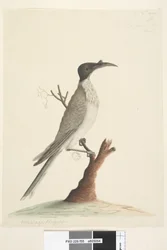 Page 55. Wer, gan or the Friar. at lower left in a different hand Meliphaga Phrygia. at lower center in a third hand Natural size Noisy Friarbird Philemon corniculatus, 1791-92dani